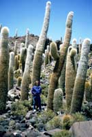 Tullia sull'isla Incahuasi  al centro del Salar di Uyuni