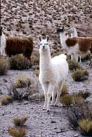 Lama al pascolo