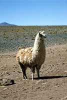 Alpaca nella sierra
