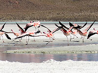 Fenicotteri rosa alla laguna Hedionda