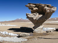 Arbol de piedra