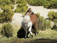 Un alpaca
