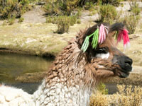 Primo piano di un alpaca