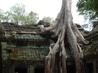 Angkor - Ta Prohm