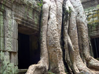 Angkor - Ta Prohm