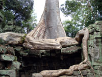 Angkor - Ta Prohm