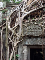 Angkor - Ta Prohm