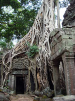 Angkor - Ta Prohm