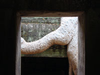 Angkor - Ta Prohm