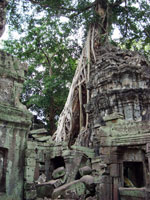 Angkor - Ta Prohm