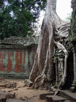 Angkor - Ta Prohm
