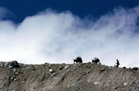 Yak in marcia sulla morena verso il campo base avanzato