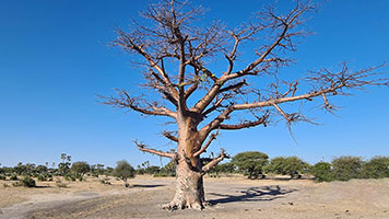 Baobab