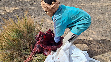Caccia al muflone selvatico sull'Emi Koussi