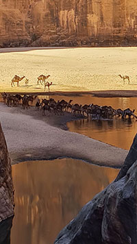 Dromedari si abbeverano alla Guelta d'Archei