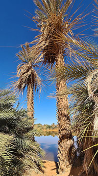 Palme da dattero al lago Téguédei
