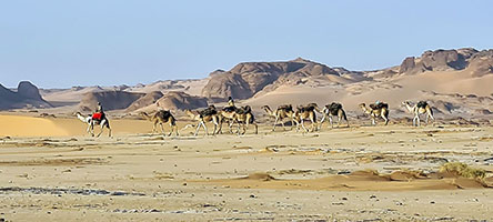 Carovana di dromedari carichi di natron x alimentazione animale nei pressi dell'oasi di Kora