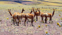 Lama verso il passo Socompa