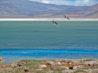 Fenicotteri in volo