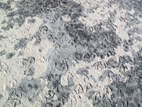 Orme di fenicotteri