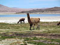 Lama alla laguna di Tara