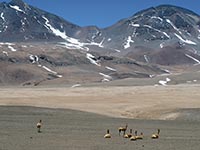 Guanachi nel PN Nevado Tres Cruces