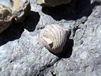 Fossili lungo la Quebrada de Paipote