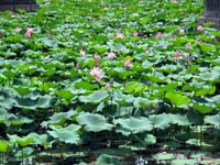 Fiori di loto al Palazzo d'Estate