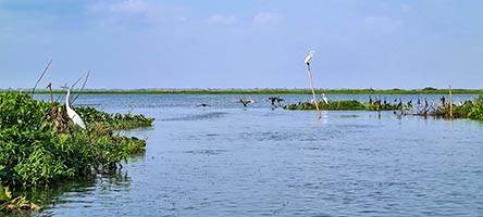 Ciénaga de Pijino