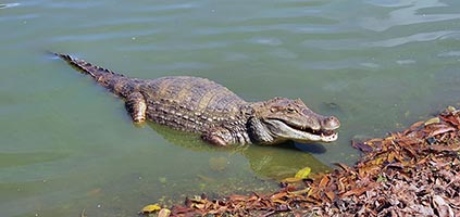 San Andrés, babillo alla laguna Big Pond