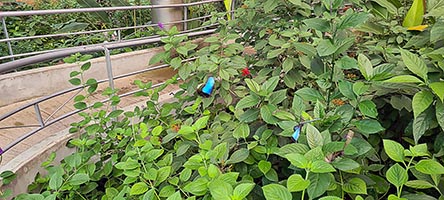 Farfalle morfo blu (Morpho Menelao) nel giardino del museo nazionale di San José