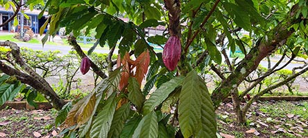 Pianta di cacao