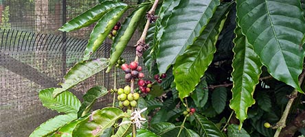 Pianta di caffé varietà robusta