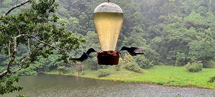 Colibrì suggono acqua zuccherata 
