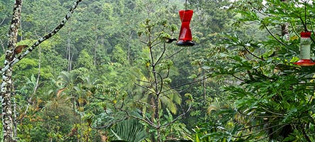 Altri colibrì alla laguna Arenal