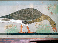 Museo del Cairo: oche di Meidum