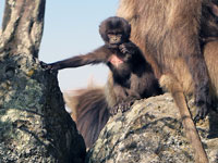Parco Monti Semièn, babbuino Gelada