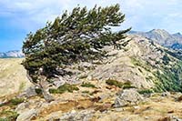 Albero a Bocca San Petru