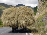 Carro di fieno lungo la strada