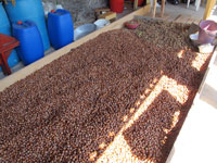 Nocciole