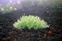 Pianta nella pomice del Fuji