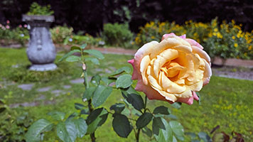 Vivaio delle rose nel giardino botanico dell'università Hokkaido a Sapporo