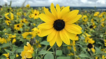 Campo di girasoli a Furano