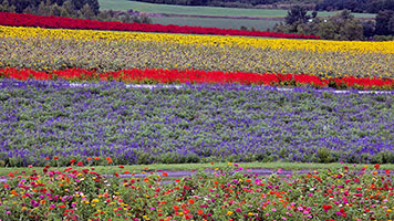 Coltivazioni floreali a Furano