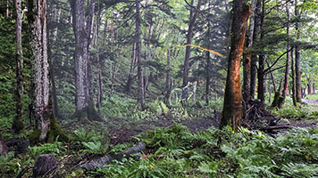 Lago Akan: camminata notturna nella foresta 'Kamui Lumina'