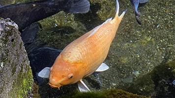 Carpa 2 nello stagno di Onokoro a Takachiho