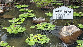 Gigli d'acqua tropicali nei pressi dell'Umi Jigoku a Beppu