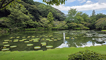 Giardino dell'Inferno Marino (Stagno di Loto) presso l'Umi Jigoku a Beppu