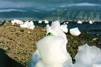 Tartaruga verde sulla spiaggia di Qaanaaq
