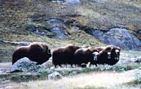 Buoi muschiati a Kangerlussuaq